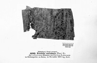 Neonectria coccinea image